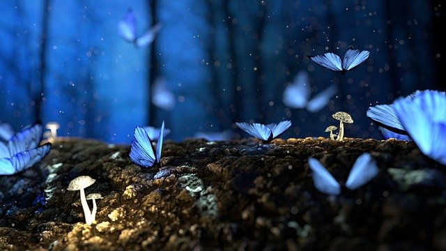 butterflies dreaming